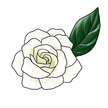 gardenia